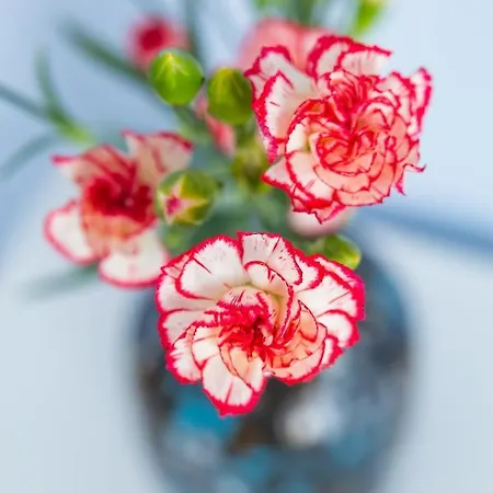 Couette-café Casa Ela 4*