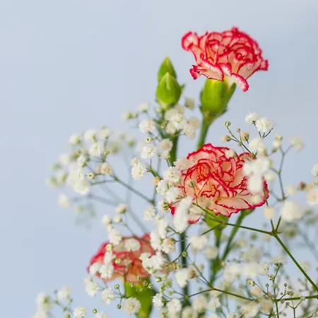 فندق مبيت وإفطار Casa Ela سورينتو